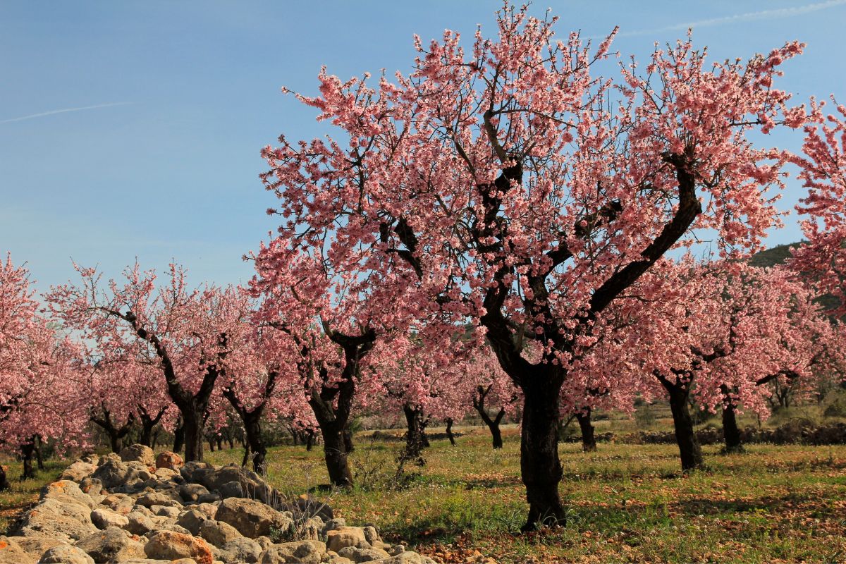 almendros rosas