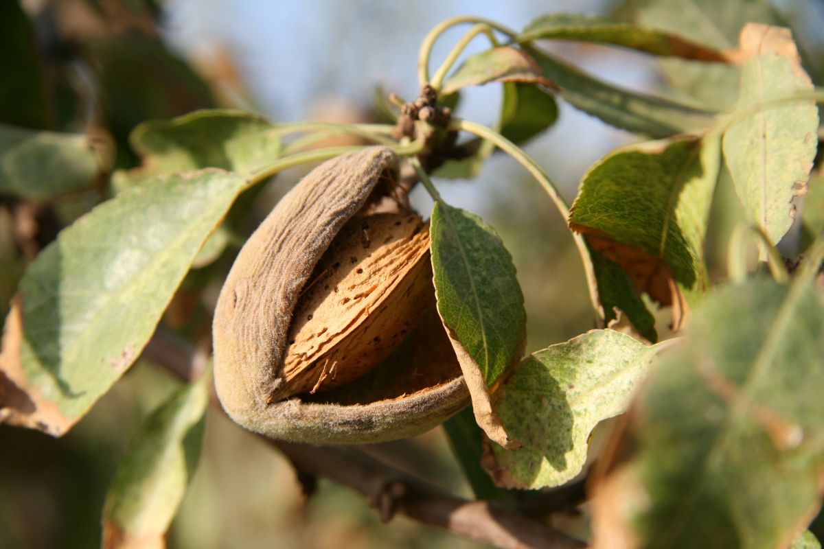 almendra abierta