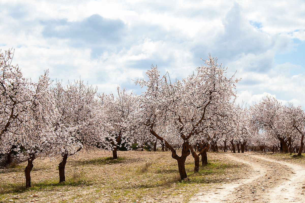 almendros flor blanca